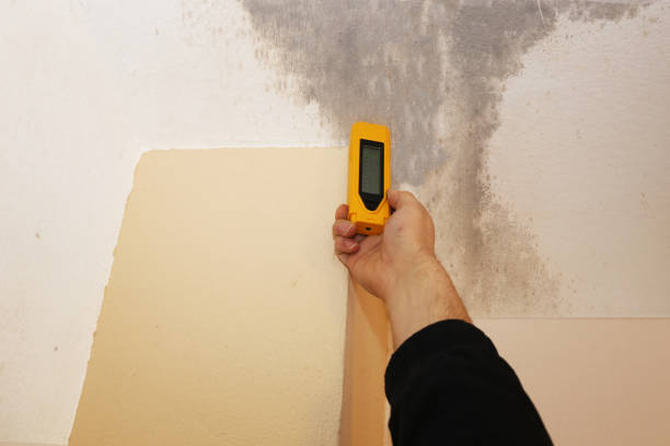 Best Airborne Mold Testing  in Belmar, NJ