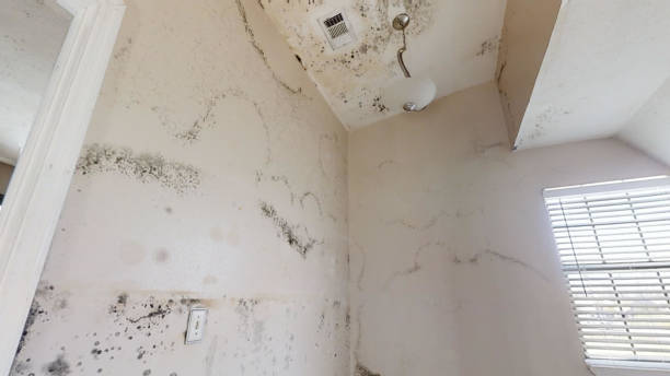 Best Residential Mold Inspection & Testing  in Belmar, NJ