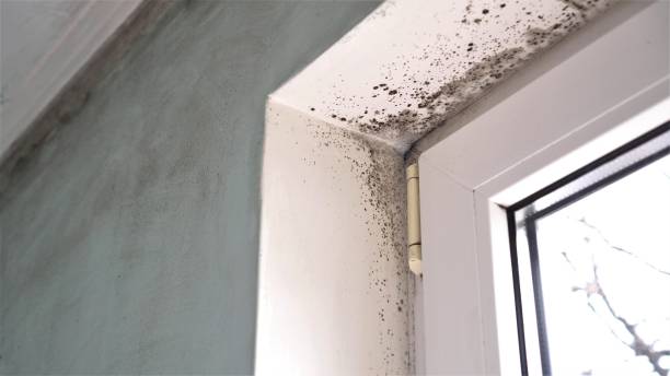 Best Biohazard Mold Removal  in Belmar, NJ