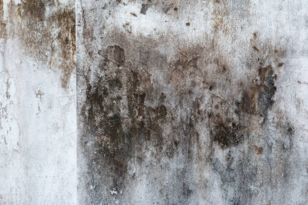 Best Indoor Air Quality Assessment  in Belmar, NJ