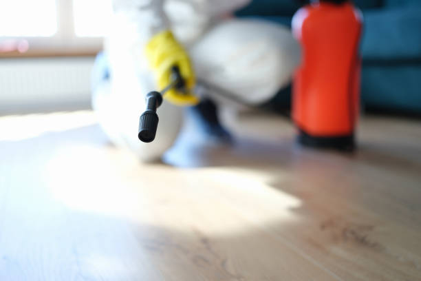 Mold Odor Removal Services in Belmar, NJ