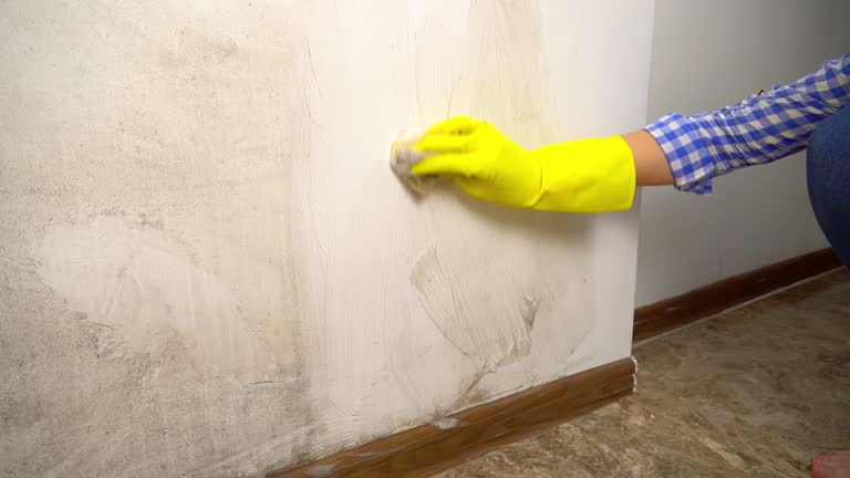 Dehumidification Services in Belmar, NJ