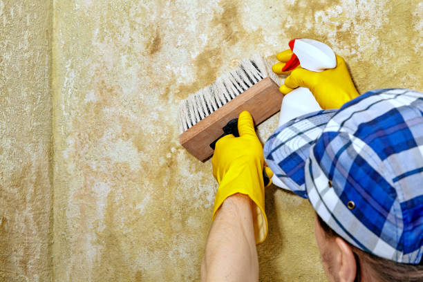 Best Crawl Space Mold Remediation  in Belmar, NJ