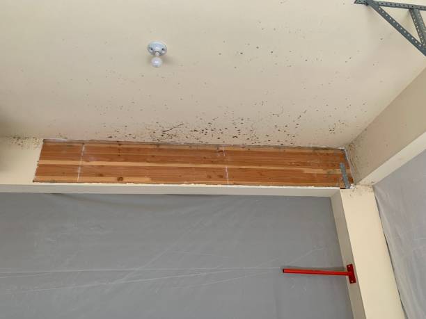 Best Water Damage & Mold Remediation  in Belmar, NJ