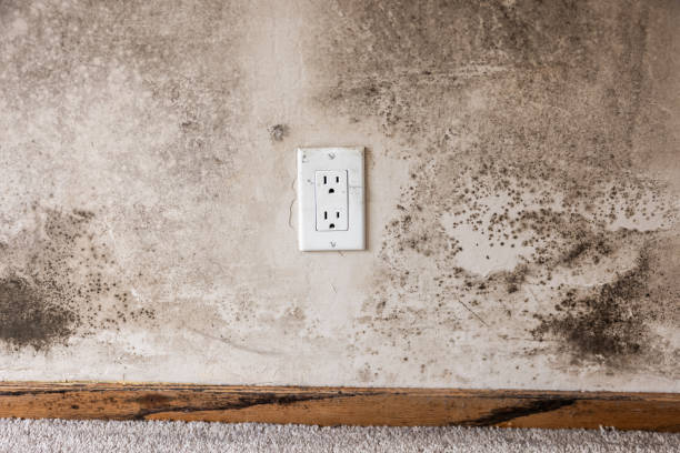 Best Comprehensive Air Testing for Mold Contaminants  in Belmar, NJ