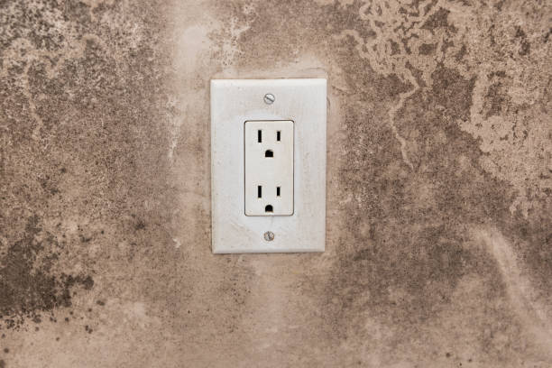 Best Environmental Consulting for Mold Prevention  in Belmar, NJ