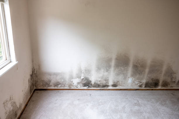 Best Post-Construction Mold Inspection  in Belmar, NJ