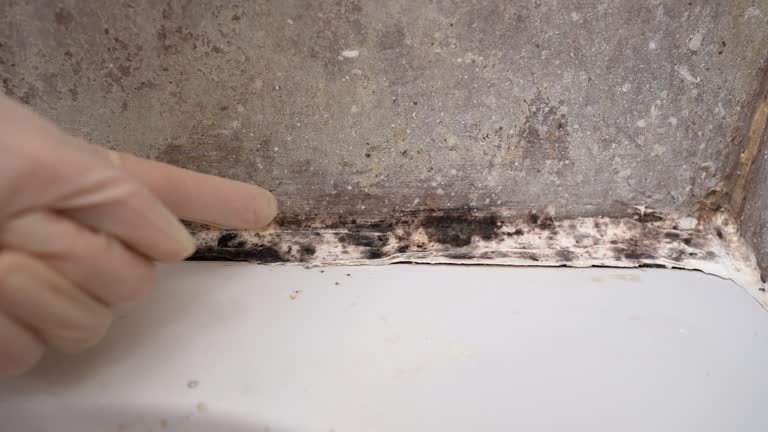 Best Mold-Related Health Consultation  in Belmar, NJ